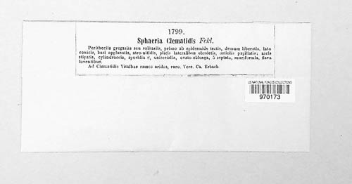 Pleospora vitalbae image